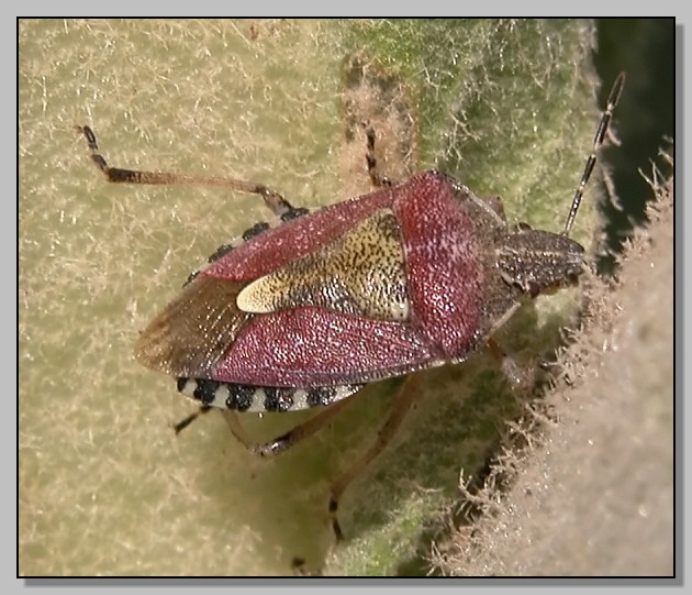 Dolycoris baccarum  e Codophila varia